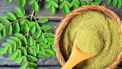 અનેક બિમારીમાં કામ આવે છે સરગવાના પાન, ખેડૂતો ખેતી કરીને કમાઈ શકે છે તગડા પૈસા