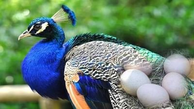 મોરે મુકેલા ઈંડા ચોરીને ચાર લોકોએ કર્યું આ કૃત્ય, ગ્રામ્યજનોમાં આક્રોશ બાદ તપાસમાં લાગી પોલીસ