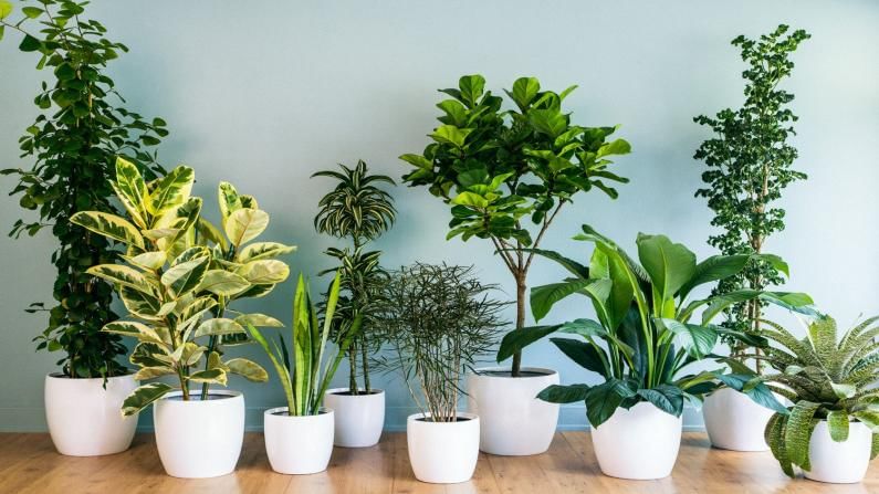 Indoor Plants: આ છોડવાઓ તમારા ઘર જ નહીં, તમારા સ્વાસ્થ્ય માટે પણ છે બેસ્ટ, જાણો ફાયદા