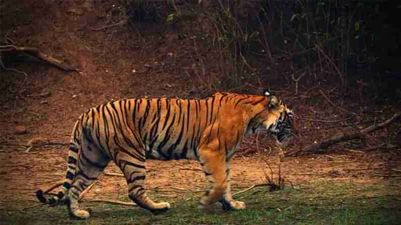 International Tiger Day: સરકારે ભારતમાં 14 વાઘ રીઝર્વને આપી CATSની માન્યતા, 51 કેન્દ્રોને દરજ્જો આપવાનો લક્ષ્યાંક