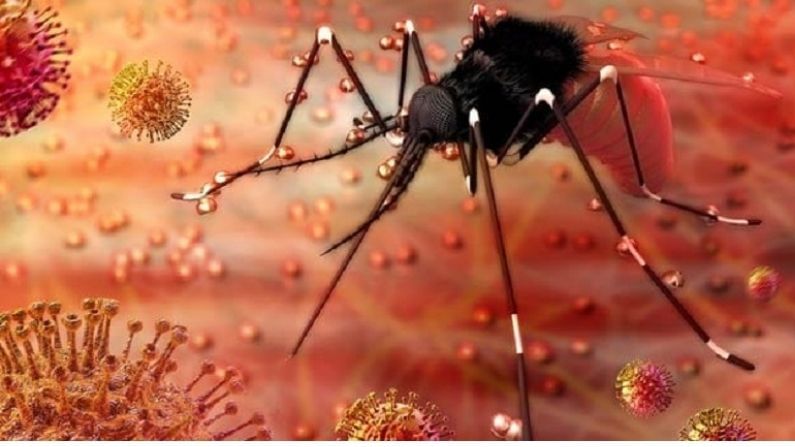 દેશમાં નોંધાયો Zika Virusનો પ્રથમ કેસ, 24 વર્ષની મહિલા સંક્રમિત થયાની પૃષ્ટિ