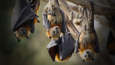 Knowledge: શા માટે ઊંધા લટકતા રહે છે ચામાચિડિયા? તમે નહીં જાણતા હોવ આ ખાસ કારણ