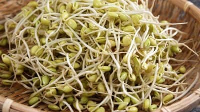 જાણો છો રથયાત્રામાં મગનો પ્રસાદ શા માટે અપાય છે ?