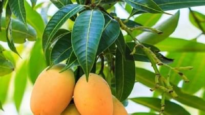 શું વાત કરો છો! ડાયાબીટીસ, બ્લડ પ્રેશર, ત્વચા, વાળ જેવી અનેક સમસ્યાઓમાં ગુણકારી 'આંબાના પાન', જાણો વિગત