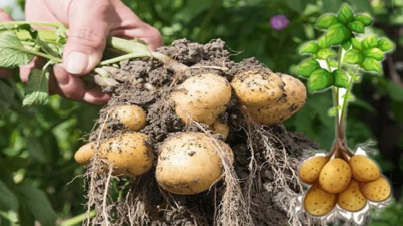 Potato Farming : બટાકાના પાકમાં રોગને શોધી કાઢશે આ ટેકનોલોજી, માત્ર લેવો પડશે છોડનો ફોટો