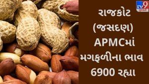 Mandi Rate: રાજકોટના જસદણ APMCમાં Groundnut મગફળીના મહત્તમ ભાવ ( Prices ) રૂપિયા 6900 રહ્યા, જાણો જુદા-જુદા પાકના ભાવ