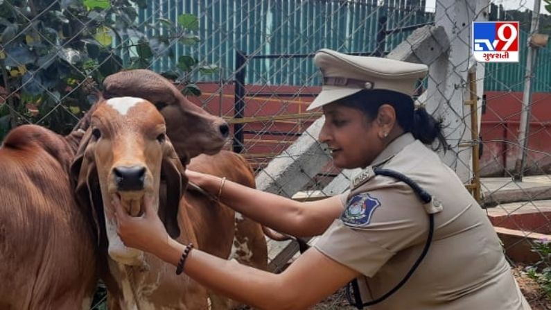 Surat: SP ઉષા રાડાનો અનોખો ગૌ પ્રેમ, ઘરમાં ગાય માતા માટે બનાવી ગૌશાળા