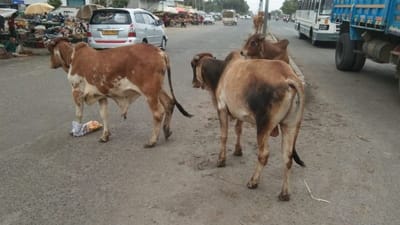 Bhavnagar: રસ્તાઓ પર ખાડા અને રખડતાં ઢોરથી લોકોને હાલાકી, અકસ્માતની ઘટનાઓ વધી