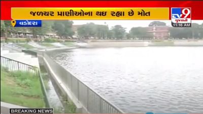 VADODARA : કોરોડોનો ખર્ચ,  છતાં સુરસાગર તળાવની અવદશા પાછળ કોણ જવાબદાર ?