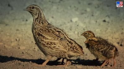 બટેર પાલન દ્વારા ઓછા રોકાણમાં થાય છે વધુ કમાણી, જાણો સમગ્ર વિગત