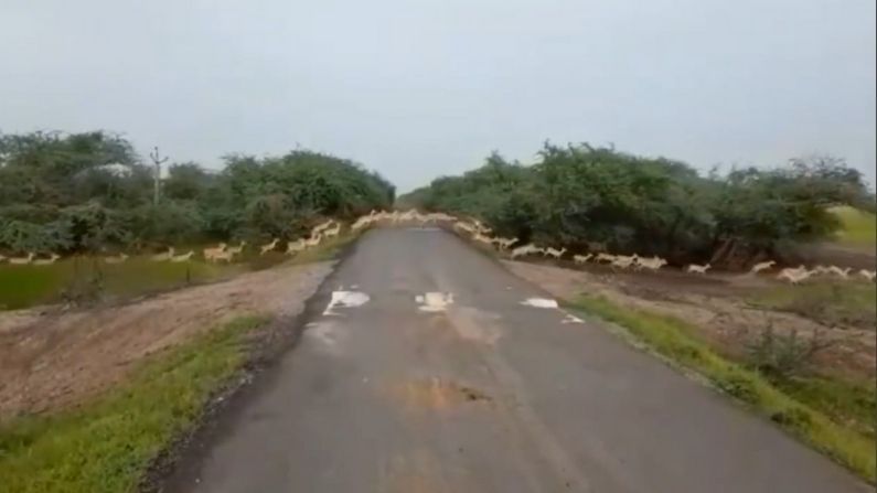 અદભુત !! ગુજરાતના વેળાવદર નેશનલ પાર્કના કાળા હરણનો વિડીયો વડાપ્રધાને કર્યો રીટ્વીટ