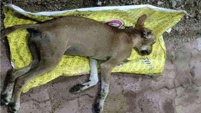 Animal Cruelty: પ્રાણીઓને બેરહેમીથી માર મારતા પહેલા ચેતજો, પ્રાણીઓ પર અત્યાચાર કરવાની મળે છે આટલી સજા!