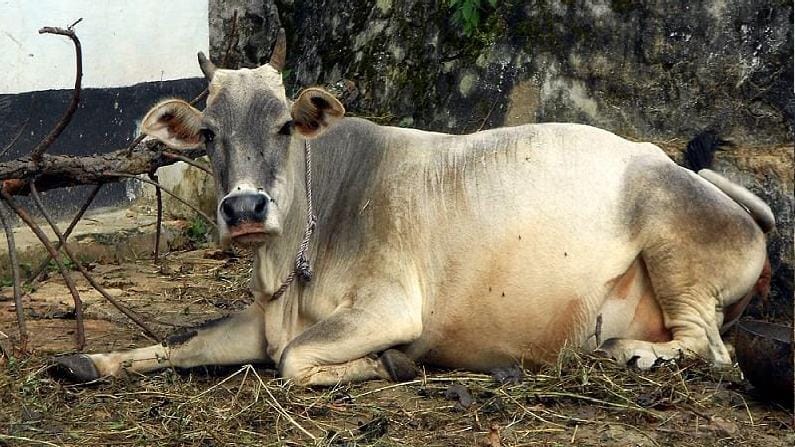 ચોમાસાંની ઋતુમાં પશુઓની દેખભાળ કેવી રીતે કરી શકાય ? જાણો બીમારી, લક્ષણ અને બચાવની રીત