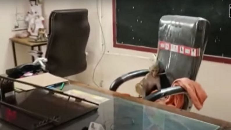 સ્કૂલમાં આચાર્યની ખુરશી પર બેઠા કપિરાજ, જુઓ સોશિયલ મીડિયા પર છવાયેલા વાનરનો આ રમુજી વીડીયો