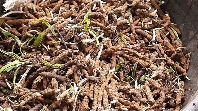સફેદ મૂસળી: ડાંગમાં 350 ખેડુતોએ કંડારી સફેદ મૂસળીની ખેતીની સફળતા, ઓષધિય ઉપયોગને આવકમાં ફેરવી મોટા પાયે કમાણી