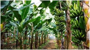 શાકના કેળાની ખેતીથી કરી શકો છો મોટી કમાણી, કૃષિ વૈજ્ઞાનિકોએ આપી જાણકારી