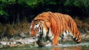 International Tiger Day: શું તમે ઘરમાં પાળી શકો વાઘ ? જાણો શું કહે છે કાયદો?