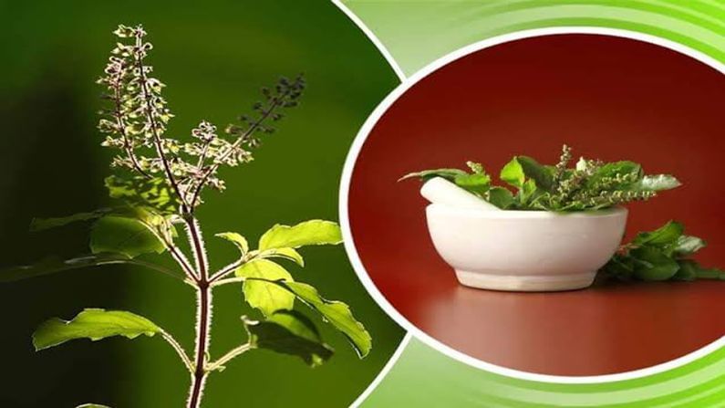 Health Tips : તુલસીના પાન ખાતા પહેલા જાણો તેના આ પાંચ ગેરફાયદા - Gujarati News | Health tips learn these five disadvantages before eating basil leaves | TV9 Gujarati