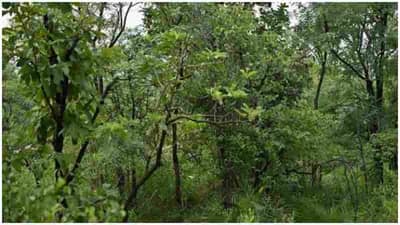 Find the Tiger : જો તમે તમારી આંખોને તેજ માનો છો તો આ તસવીરમાં છુપાયેલા પ્રાણીને શોધી બતાવો