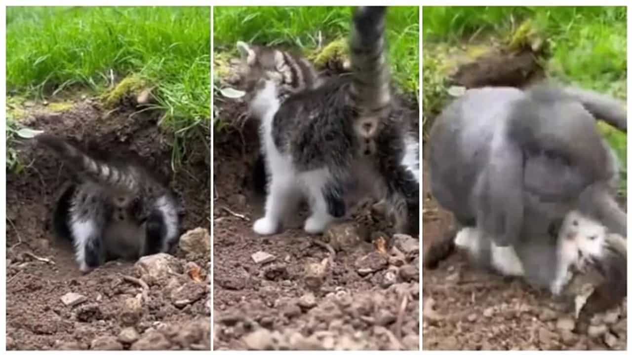 Viral Video : માત્ર 23 સેકન્ડમાં સસલાએ બિલાડીને ભણાવ્યો પાઠ, વિડીયો જોઈને તમે પણ આશ્ચર્યચકિત થઈ જશો !