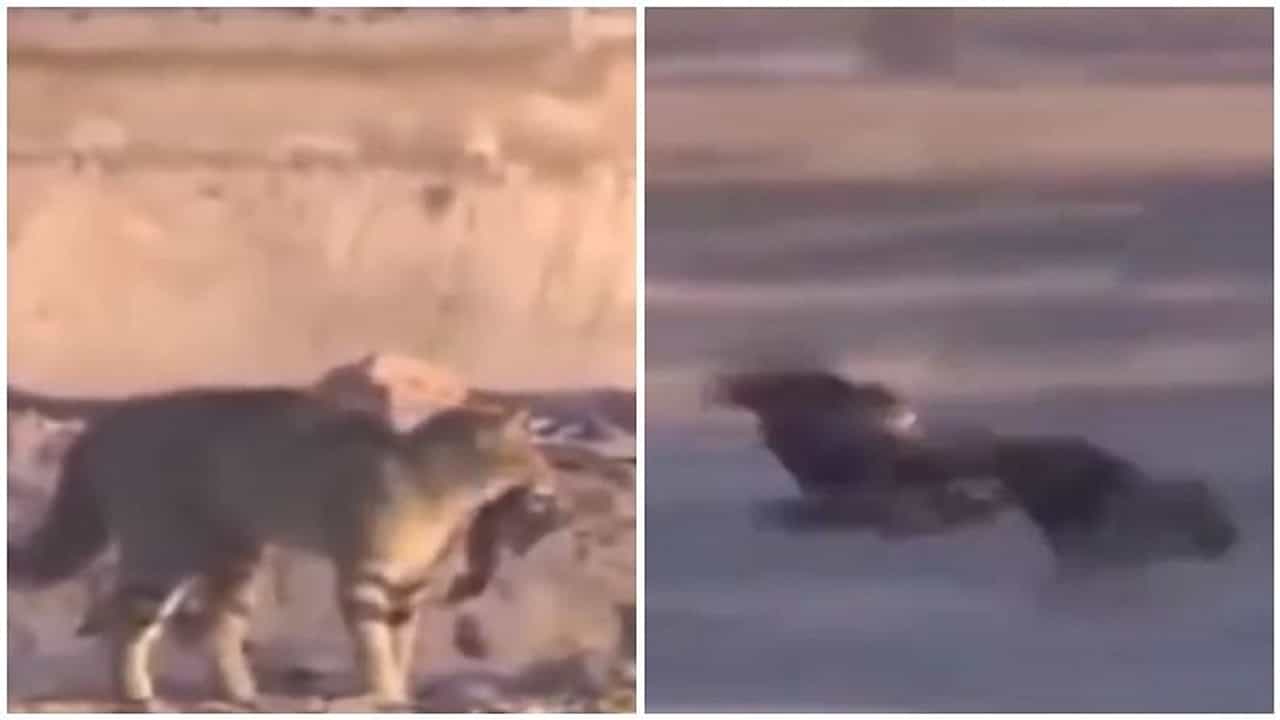 Viral Video: એને આખરે શિકારી જ શિકાર બની ગયો, જુઓ LIVE VIDEOમાં કોણ કોનો શિકાર કરી ગયુ