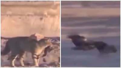 Viral Video: એને આખરે શિકારી જ શિકાર બની ગયો, જુઓ LIVE VIDEOમાં કોણ કોનો શિકાર કરી ગયુ