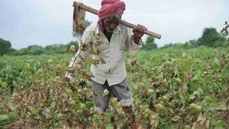 Botad : વરસાદ ખેંચાતા ખેડૂતોમાં ચિંતા, કપાસ-મગફળી અને તલ સહિતનો પાક મરણપથારીએ