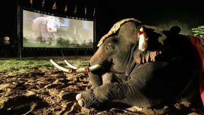 બેંગકોકના આયુથયામાં એક હાથી એનિમેશન ફિલ્મ "કાન ક્લુય" જુએ છે. (Image: Reuters file)