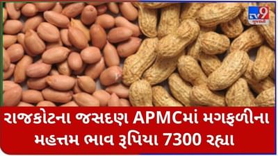 Mandi : રાજકોટના જસદણ APMC માં મગફળીના મહત્તમ ભાવ રૂપિયા 7300 રહ્યા, જાણો જુદા-જુદા પાકના ભાવ