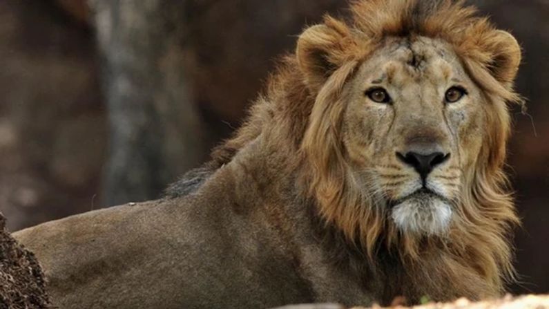 World Lion Day 2021: છેલ્લા 100 વર્ષમાં સિંહની વસ્તીની ઐતિહાસિક શ્રેણીમાં 80 ટકાથી વધુનો ઘટાડો, જાણો વિશ્વ સિંહ દિવસનો ઈતિહાસ અને તેનું મહત્વ