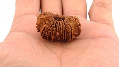 Rudrakhs: કયા ક્ષેત્રમાં સફળતા મેળવવા માટે કયો રુદ્રાક્ષ ધારણ કરવો લાભકારી ? વાંચો અને ધારણ કરો રૂદ્રાક્ષ