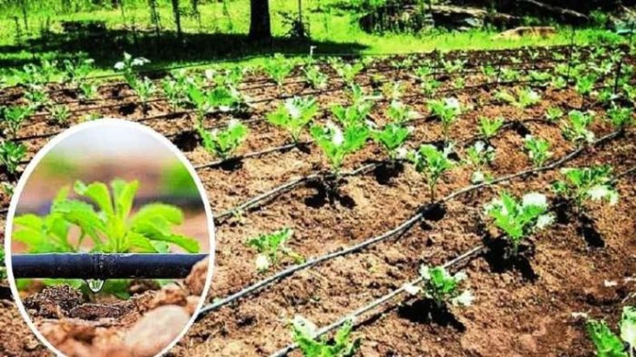 સિંચાઈની આ ટેકનીક ખેતી માટે છે ખૂબ જ ઉપયોગી, ખેડૂતોને મળશે મબલખ ઉત્પાદન