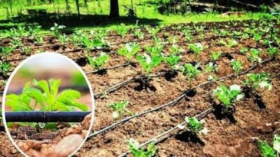 સિંચાઈની આ ટેકનીક ખેતી માટે છે ખૂબ જ ઉપયોગી, ખેડૂતોને મળશે મબલખ ઉત્પાદન