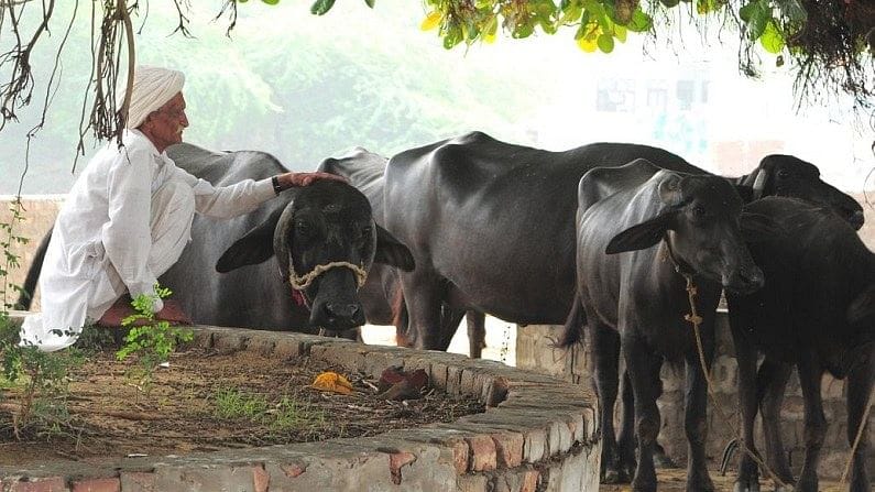 આ પાકોની ખેતીથી પશુપાલકોને નહીં થાય લીલા ઘાસચારાની અછત, દૂધ ઉત્પાદન ક્ષમતામાં થશે વધારો