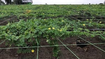 સુરતના આ ખેડૂતે ગાય આધારિત ખેતી કરી ખેતીનું એક સફળ મોડેલ બનાવ્યું, ઓર્ગેનિક ખેતી શીખવા આવે છે અનેક ખેડૂતો