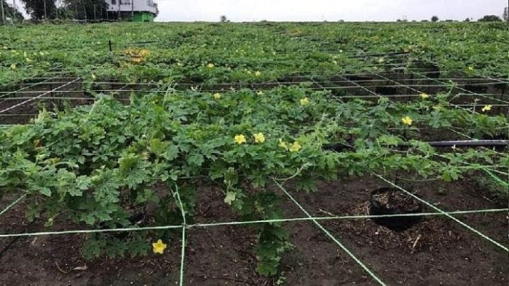 સુરતના આ ખેડૂતે ગાય આધારિત ખેતી કરી ખેતીનું એક સફળ મોડેલ બનાવ્યું, ઓર્ગેનિક ખેતી શીખવા આવે છે અનેક ખેડૂતો