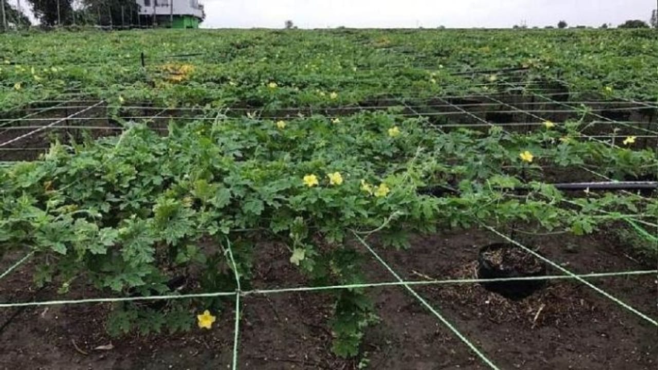 સુરતના આ ખેડૂતે ગાય આધારિત ખેતી કરી ખેતીનું એક સફળ મોડેલ બનાવ્યું, ઓર્ગેનિક ખેતી શીખવા આવે છે અનેક ખેડૂતો