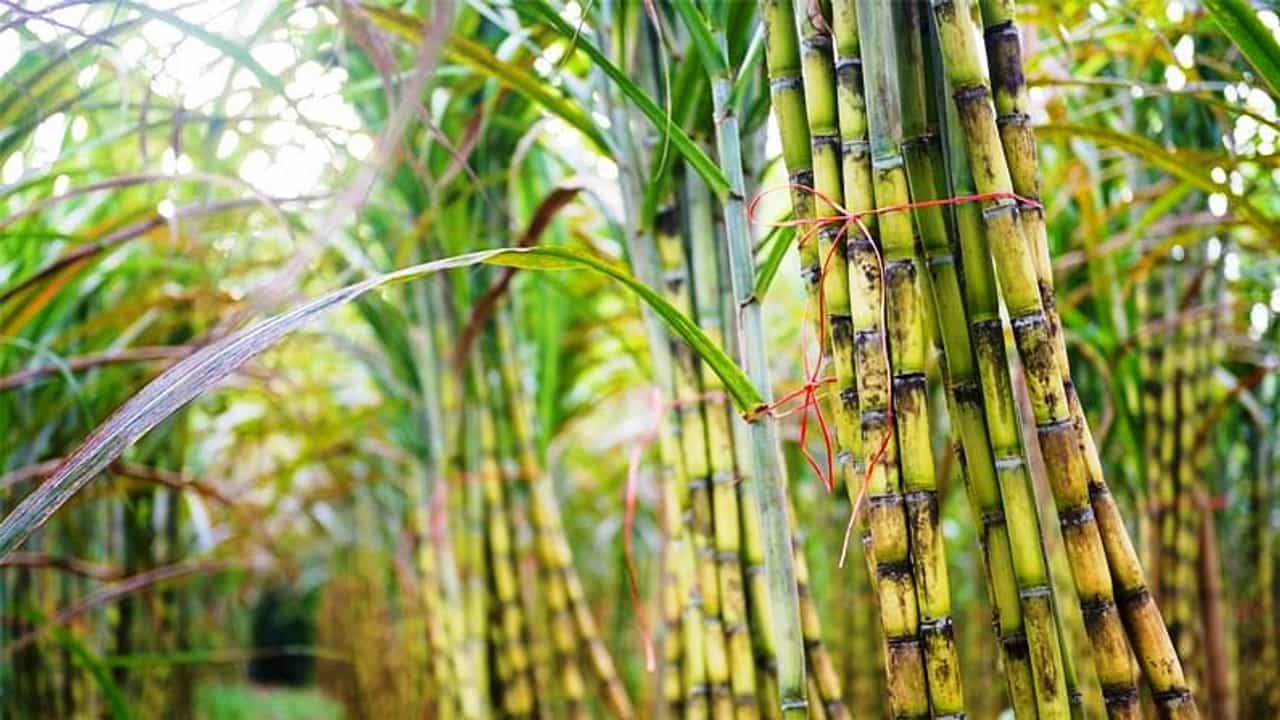 ખેડૂતો માટે સારા સમાચાર, સરકારે શેરડીના ભાવમાં કર્યો આટલો વધારો