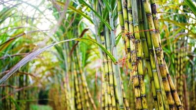 ખેડૂતો માટે સારા સમાચાર, સરકારે શેરડીના ભાવમાં કર્યો આટલો વધારો