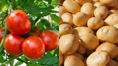 બટાકા અને ટામેટાના ભાવ સતત ઘટી રહ્યા છે, ખેડૂતોને સરકારની મદદની આશા