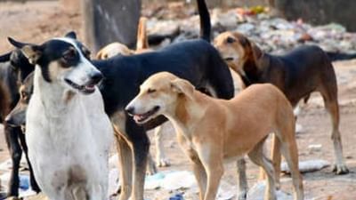 Ahmedabad કોર્પોરેશન એક કુતરાના ખસીકરણ પાછળ કરશે આટલો ખર્ચ