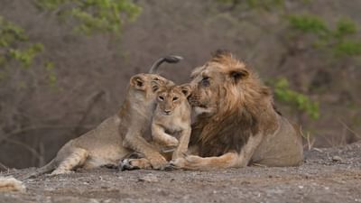 AMRELI : 5 તંદુરસ્ત સિંહોના રેસ્ક્યુના 4 દિવસ બાદ પણ પરત ન મોકલાતા સ્થાનિકોમાં નારાજગી AMRELI : 5 તંદુરસ્ત સિંહોના રેસ્ક્યુના 4 દિવસ બાદ પણ પરત ન મોકલાતા સ્થાનિકોમાં નારાજગી