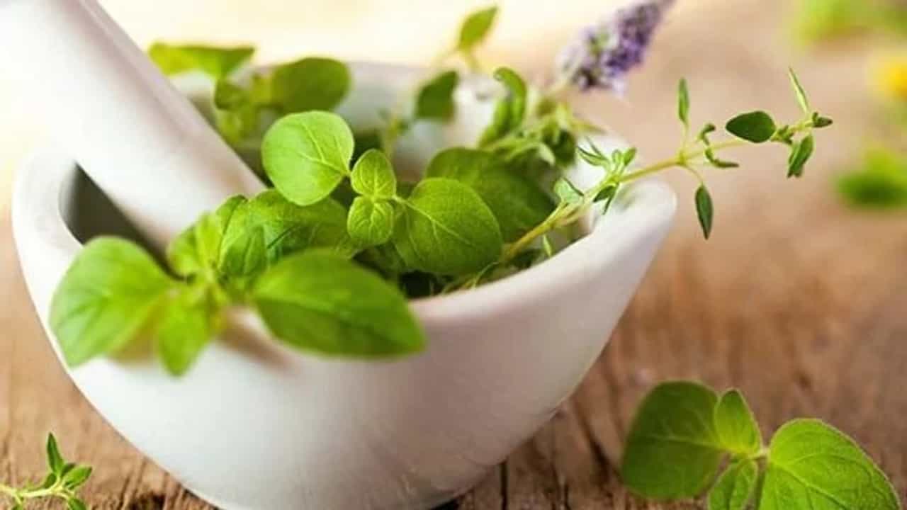 health tips : આયુર્વેદિક જડીબુટ્ટીઓ તણાવ અને ચિંતા દૂર કરવામાં રાહત આપે છે, જાણો ઉપયોગ કેવી રીતે કરવો