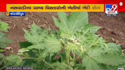 CHHOTA UDEPUR : નસવાડી, બોડેલીના ગ્રામ્ય વિસ્તારોમાં કપાસના પાકમાં ભેદી રોગથી ખેડૂતોની ચિંતામાં વધારો