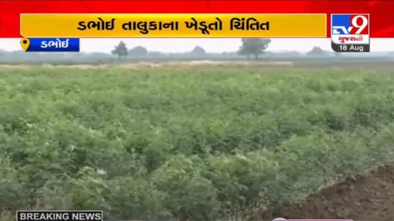 VADODARA : ડભોઇ તાલુકામાં કપાસના પાકમાં ભેદી રોગથી ખેડૂતોમાં ચિંતા, 23 હજાર હેક્ટરના પાક સામે ખતરો