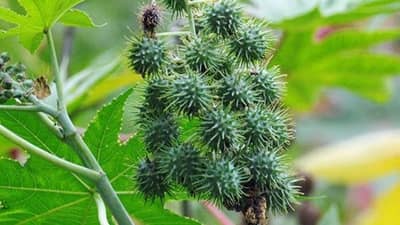 ખેડૂતોએ ઓગસ્ટ માસમાં દિવેલા અને ડાંગરના પાકમાં કરવાના થતા ખેતી કાર્યોની માહિતી