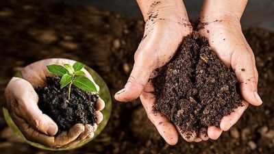 Organic Fertilizer Making : ગાયના ઓછા છાણમાંથી બને છે કાર્બનિક ખાતર, જાણો નાદેપ પદ્ધતિ વિશે