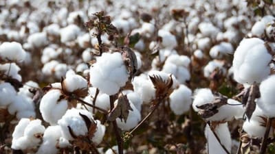 ખેડૂતોએ ઓગસ્ટ માસમાં કપાસ અને તલના પાકમાં કરવાના થતા ખેતી કાર્યોની માહિતી