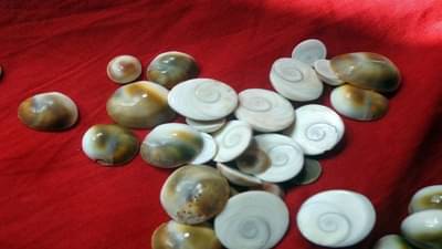 Gomati Chakra Remedies : ગોમતી ચક્ર ઘરમાં રાખવાના છે ફાયદા, તમે પણ રાખવાનું શરૂ કરી દેશો