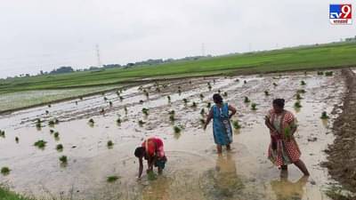 Agriculture : કોરોના મહામારી દરમિયાન સરકારે ખેડૂતો માટે શું કર્યું ? આ રહ્યો જવાબ